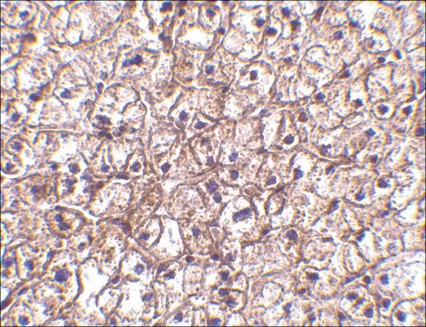 Anti-IFN-&#946; antibody produced in rabbit affinity isolated antibody, buffered aqueous solution