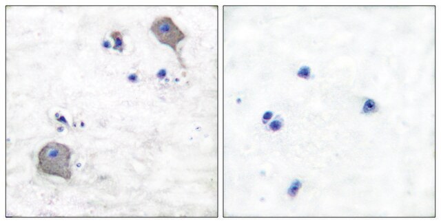 抗クローディン5 (C末端) ウサギ宿主抗体 affinity isolated antibody