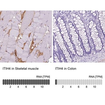 抗MUSTN1抗体 ウサギ宿主抗体 Ab2, Prestige Antibodies&#174; Powered by Atlas Antibodies, affinity isolated antibody, buffered aqueous glycerol solution