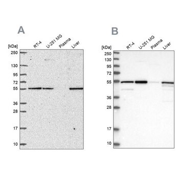 Anti-PMPCA antibody produced in rabbit Prestige Antibodies&#174; Powered by Atlas Antibodies, affinity isolated antibody