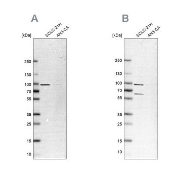 Anti-PNPT1 antibody produced in rabbit Prestige Antibodies&#174; Powered by Atlas Antibodies, affinity isolated antibody, buffered aqueous glycerol solution