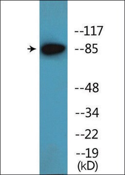 Anti-phospho-ATRIP (pSer224) antibody produced in rabbit affinity isolated antibody