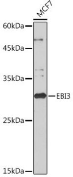 Anti-EBI3 antibody produced in rabbit