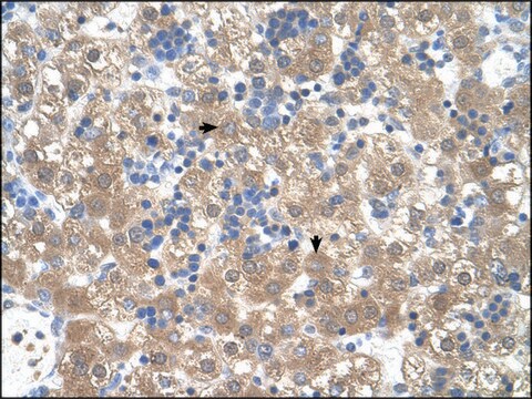 Anti-PEX3 antibody produced in rabbit IgG fraction of antiserum