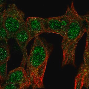 抗NR6A1抗体 ウサギ宿主抗体 Prestige Antibodies&#174; Powered by Atlas Antibodies, affinity isolated antibody