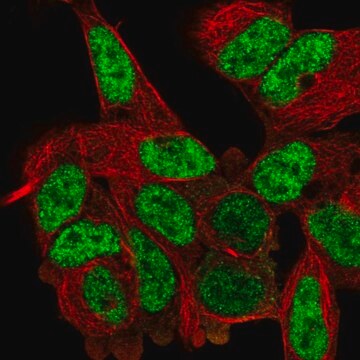 抗DVL2抗体 ウサギ宿主抗体 Prestige Antibodies&#174; Powered by Atlas Antibodies, affinity isolated antibody