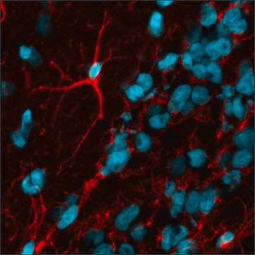 Anti-Mouse IgG2a (&#947;2a), CF&#8482;594 antibody produced in goat ~2&#160;mg/mL, affinity isolated antibody, buffered aqueous solution