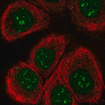 抗TAF1C抗体 ウサギ宿主抗体 Prestige Antibodies&#174; Powered by Atlas Antibodies, affinity isolated antibody