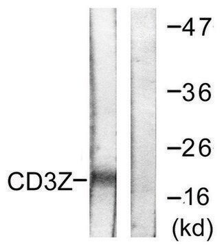 Anti-CD3 &#950; antibody produced in rabbit affinity isolated antibody