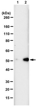 抗N3-ホスホヒスチジン（3-pHis）抗体 クローンSC39-6 ZooMAb&#174;ウサギ・モノクローナル recombinant, expressed in HEK 293 cells