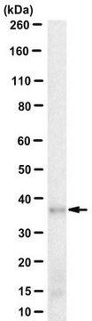 Anti-Peripherin-2 Antibody, clone 5H2 clone 5H2, from mouse