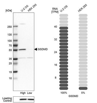 抗GSDMD 兔抗 Prestige Antibodies&#174; Powered by Atlas Antibodies, affinity isolated antibody, buffered aqueous glycerol solution