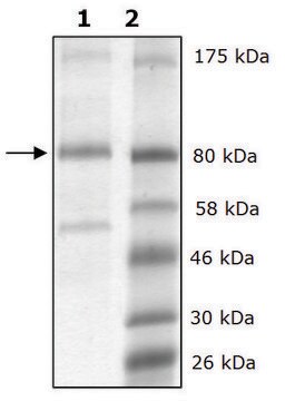 LOXL2 human recombinant, expressed in FreeStyle&#8482; 293-F cells, &#8805;86% (SDS-PAGE)