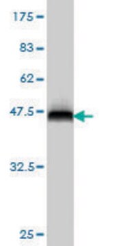 ANTI-FOSL2 antibody produced in mouse clone 4F5-1B10, purified immunoglobulin, buffered aqueous solution