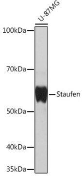 Anti-Staufen Antibody, clone 8J5A6, Rabbit Monoclonal