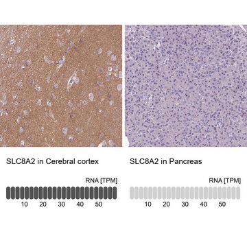 Anti-SLC8A2 antibody produced in rabbit Prestige Antibodies&#174; Powered by Atlas Antibodies, affinity isolated antibody, buffered aqueous glycerol solution