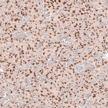 Monoclonal Anti-SOX6 antibody produced in mouse Prestige Antibodies&#174; Powered by Atlas Antibodies, clone CL5690, purified immunoglobulin, buffered aqueous glycerol solution