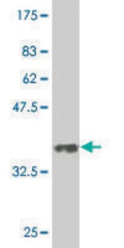 Monoclonal Anti-DLL4 antibody produced in mouse clone 2E2, purified immunoglobulin, buffered aqueous solution