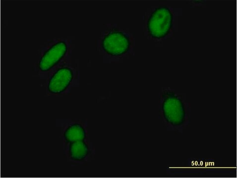 Anti-ZSCAN16 antibody produced in mouse purified immunoglobulin, buffered aqueous solution