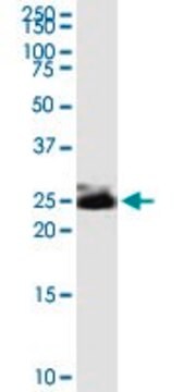 Monoclonal Anti-THY1 antibody produced in mouse clone 3F9, purified immunoglobulin, buffered aqueous solution