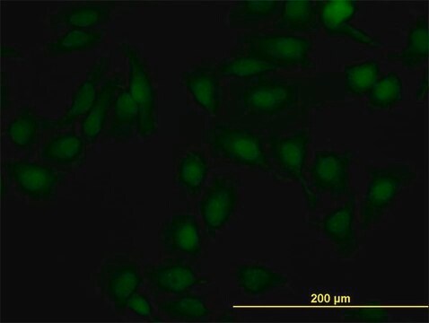 Monoclonal Anti-NR1H2 antibody produced in mouse clone 1E1, purified immunoglobulin, buffered aqueous solution