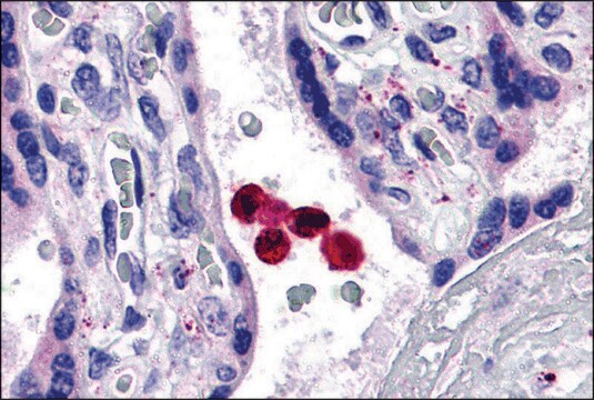 Anti-TLR4 antibody produced in rabbit affinity isolated antibody