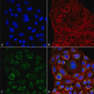 Monoclonal Anti-ERp57 antibody produced in mouse clone 4F9