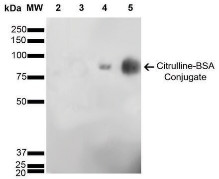 Monoclonal Anti-Citrulline-FITC antibody produced in mouse clone 6C2.1