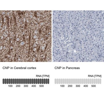 抗CNP抗体 ウサギ宿主抗体 Prestige Antibodies&#174; Powered by Atlas Antibodies, affinity isolated antibody, buffered aqueous glycerol solution, Ab1