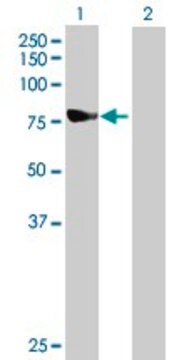 Anti-NDUFS1 antibody produced in mouse IgG fraction of antiserum, buffered aqueous solution