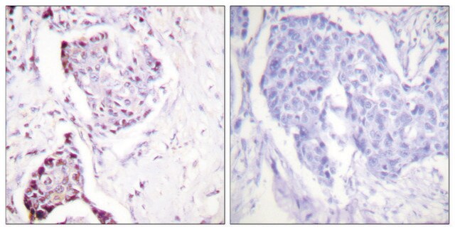 抗ユビキチン ウサギ宿主抗体 affinity isolated antibody