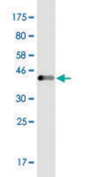 Monoclonal Anti-EVL, (C-terminal) antibody produced in mouse clone 1D6, purified immunoglobulin, buffered aqueous solution