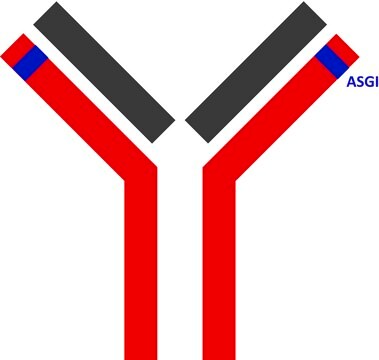 SILu&#8482;MAb Nivolumab Stable-Isotope Labeled Monoclonal Antibody recombinant, expressed in CHO cells