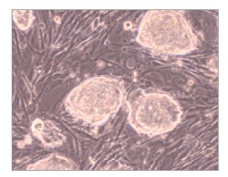 EmbryoMax&#174; Primary Mouse Embryonic Fibroblasts PMEF, Hygro Resistant, Strain C57/BL6, Not Treated, Passage 3