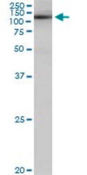 Monoclonal Anti-SALF antibody produced in mouse clone 5F12, purified immunoglobulin, buffered aqueous solution