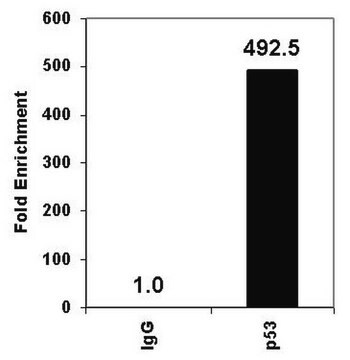 ChIPAb+ p53 - ChIP Validated Antibody and Primer Set from mouse