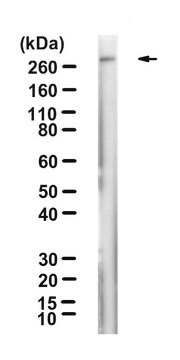 Anti-Collagen Type VII Antibody, clone 32,-VII Chemicon&#174;, from mouse