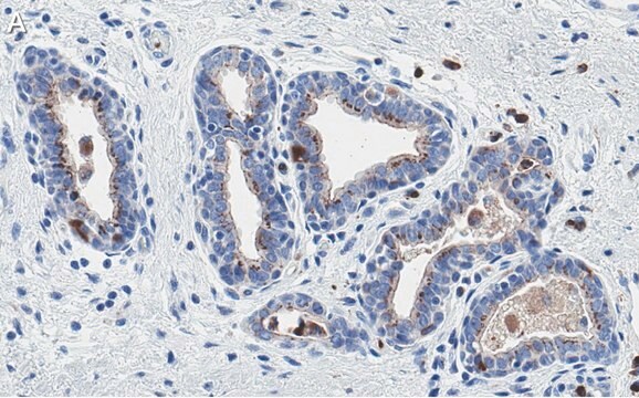 抗PTEN抗体 クローン6B12 ZooMAb&#174;ウサギモノクローナル recombinant, expressed in HEK 293 cells