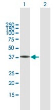 Anti-FA2H antibody produced in mouse purified immunoglobulin, buffered aqueous solution