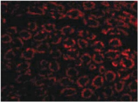 Anti-Nephrin-Antikörper from rabbit, purified by affinity chromatography