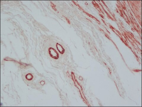 抗マウスIgG (Fab特異的)-ペルオキシダーゼ ヤギ宿主抗体 affinity isolated antibody, buffered aqueous solution