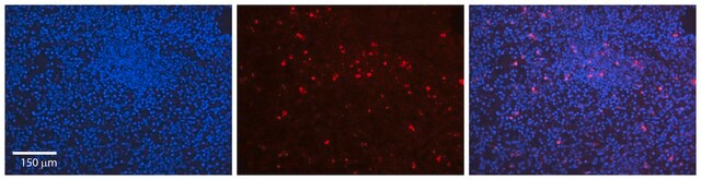 Anti-LMNB1 antibody produced in rabbit affinity isolated antibody