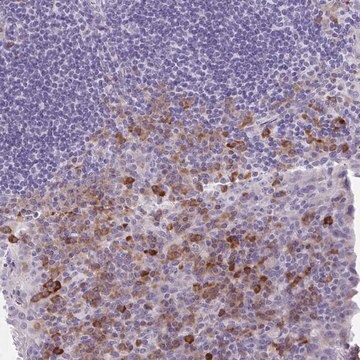 Anti-FASLG antibody produced in rabbit Prestige Antibodies&#174; Powered by Atlas Antibodies, affinity isolated antibody, buffered aqueous glycerol solution