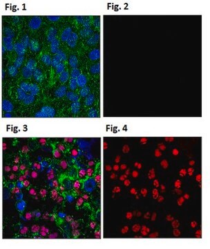 Anticorps anti-phospho-H2A.X (Ser139), clone&nbsp;JBW301, conjugué au colorant Alexa Fluor&#8482;&nbsp;555 clone JBW301, from mouse, ALEXA FLUOR&#8482; 555