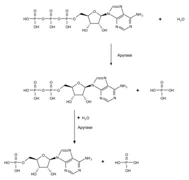 ジャガイモ由来のアピラーゼ recombinant, expressed in Pichia pastoris, ATPase &#8805;1000&#160;units/mg protein, lyophilized powder