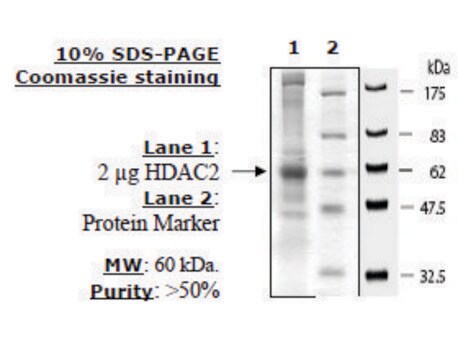 HDAC2 FLAG tag human recombinant, expressed in baculovirus infected insect cells, &#8805;50% (SDS-PAGE)