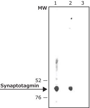 Anti-Synaptotagmin antibody produced in rabbit IgG fraction of antiserum, buffered aqueous solution