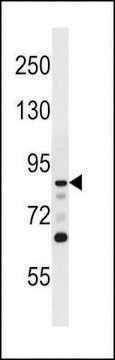 ANTI-DCAMKL1(N-TERMINAL) antibody produced in rabbit IgG fraction of antiserum, buffered aqueous solution