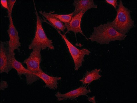 Anti-DOCK1 (C-terminal region) antibody produced in rabbit ~1.5&#160;mg/mL, affinity isolated antibody, buffered aqueous solution