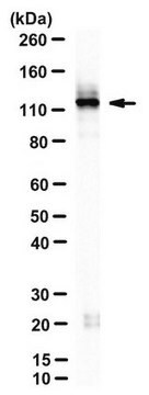 Anti-SPT5 Antibody, clone 6F1 clone 6F1, from rat